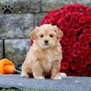 Colby, Shih-Poo Puppy