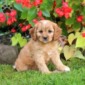 Colby, Cavapoo Puppy