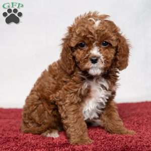 Colton, Cavapoo Puppy
