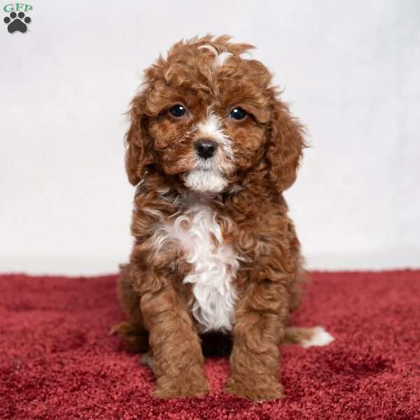 Colton, Cavapoo Puppy