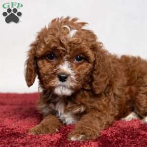 Colton, Cavapoo Puppy