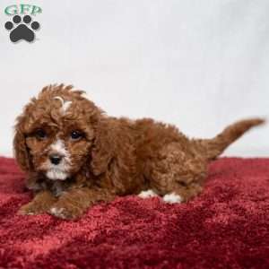 Colton, Cavapoo Puppy