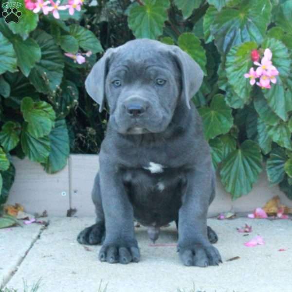 Colton, Cane Corso Puppy