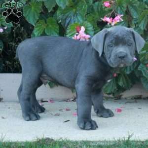 Colton, Cane Corso Puppy