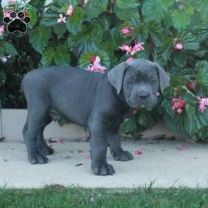 Colton, Cane Corso Puppy