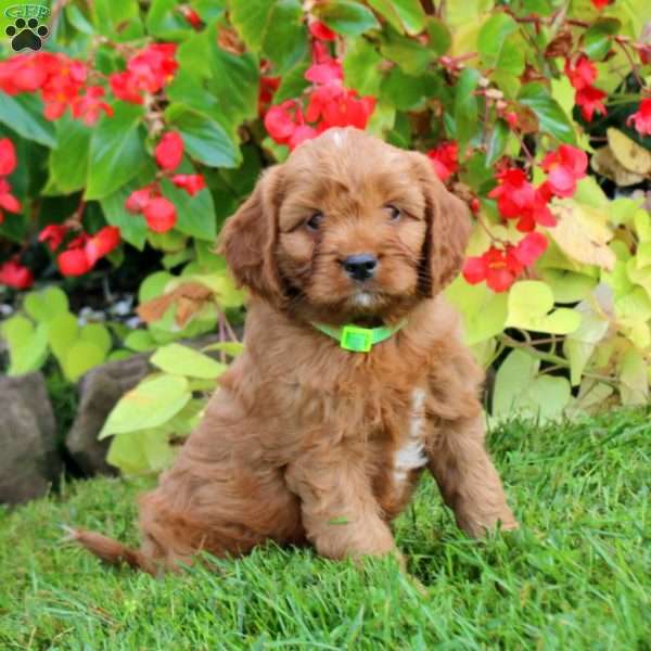 Colton, Cavapoo Puppy