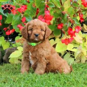 Colton, Cavapoo Puppy