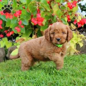 Colton, Cavapoo Puppy