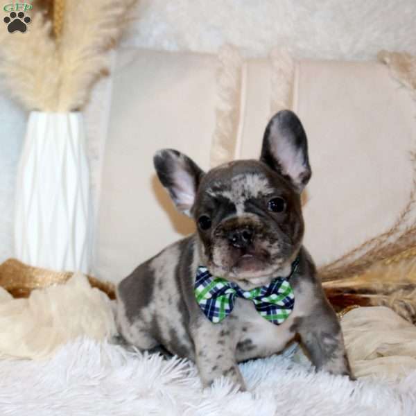 Commander, French Bulldog Puppy
