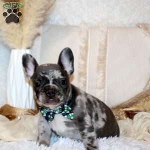 Commander, French Bulldog Puppy