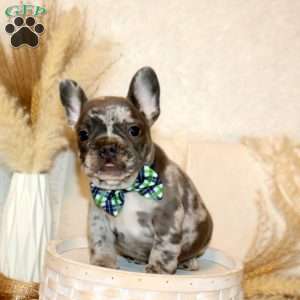 Commander, French Bulldog Puppy
