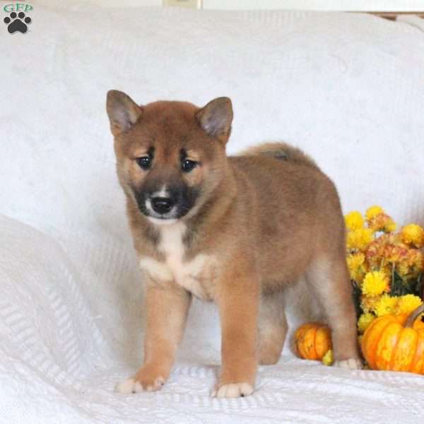 Connie, Shiba Inu Puppy