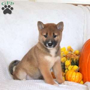 Connie, Shiba Inu Puppy