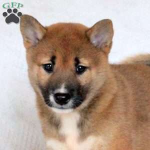Connie, Shiba Inu Puppy