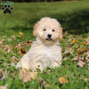 Connor, Maltipoo Puppy