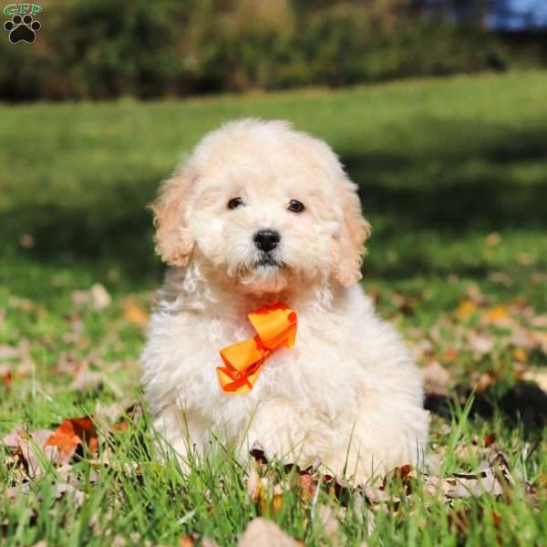 Connor, Maltipoo Puppy