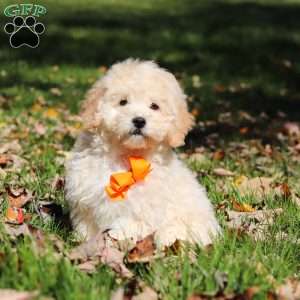 Connor, Maltipoo Puppy