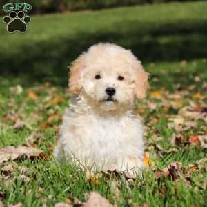 Connor, Maltipoo Puppy