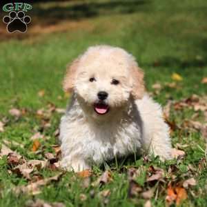 Connor, Maltipoo Puppy