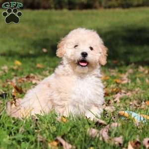 Connor, Maltipoo Puppy