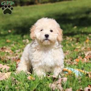 Connor, Maltipoo Puppy