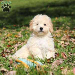 Connor, Maltipoo Puppy