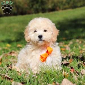 Connor, Maltipoo Puppy
