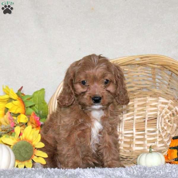 Cookie, Cavapoo Puppy