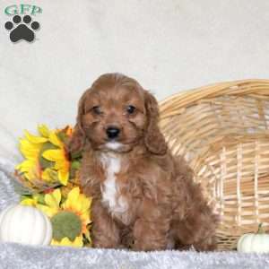 Cookie, Cavapoo Puppy