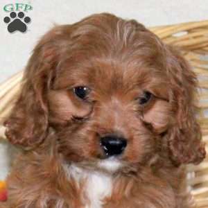 Cookie, Cavapoo Puppy