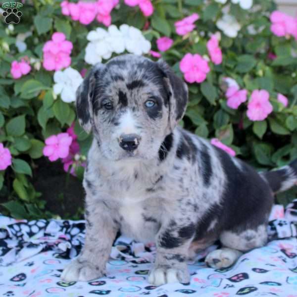 Cookie, Labrador Mix Puppy