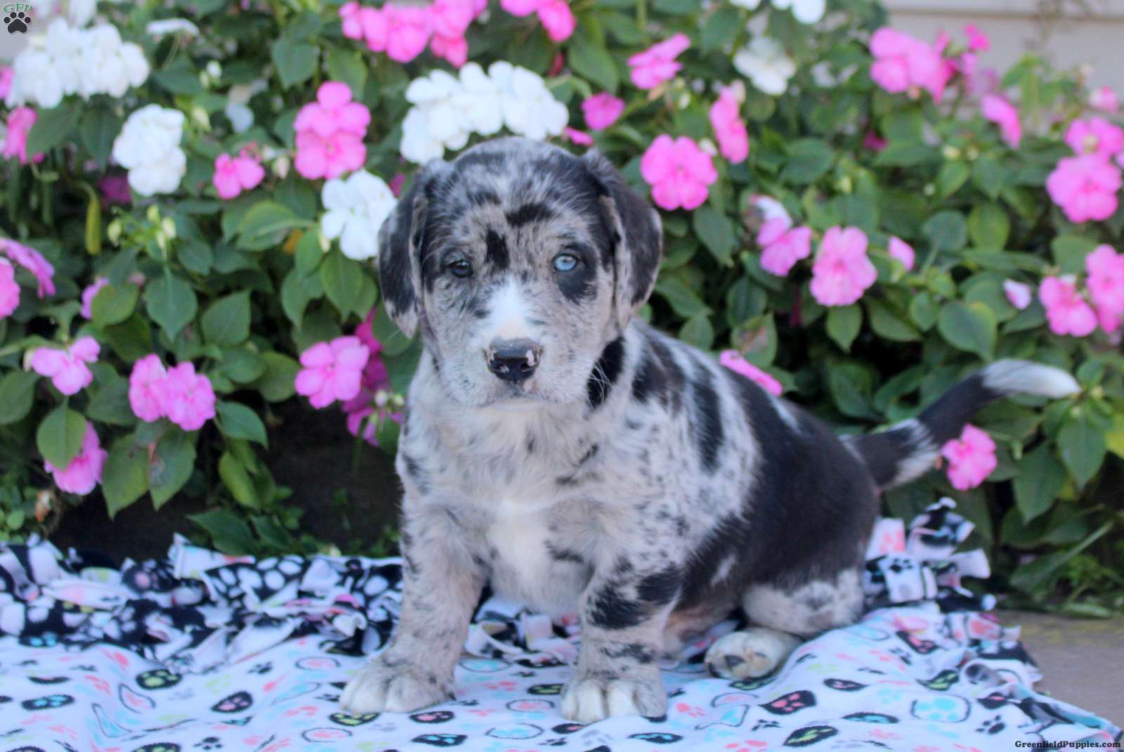Cookie (Mixed breed, Male) in East Earl, PA