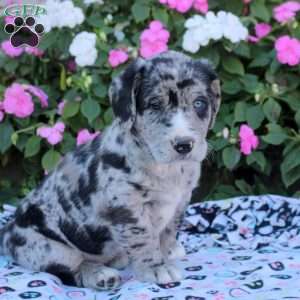 Cookie, Labrador Mix Puppy