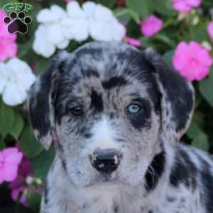 Cookie, Labrador Mix Puppy