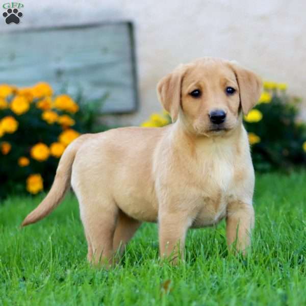 Cookie, Fox Red Labrador Retriever Puppy