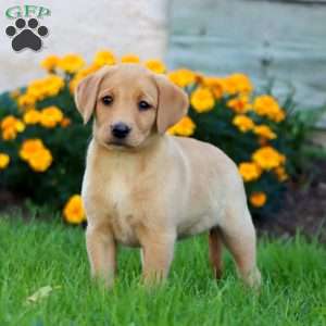 Cookie, Fox Red Labrador Retriever Puppy