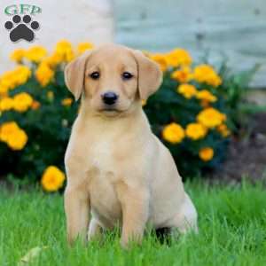 Cookie, Fox Red Labrador Retriever Puppy