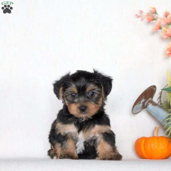 Cooper, Yorkie Puppy