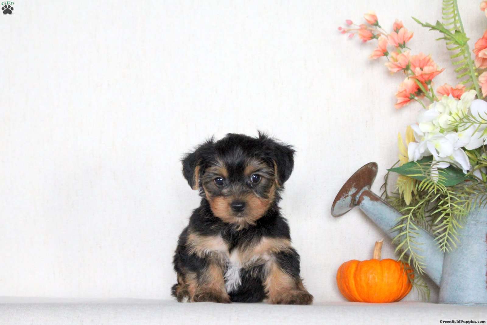 Cooper (Yorkshire Terrier, Male) in Lititz, PA