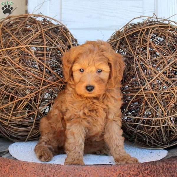 Cooper, Mini Goldendoodle Puppy