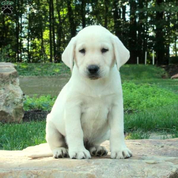 Cooper, Yellow Labrador Retriever Puppy