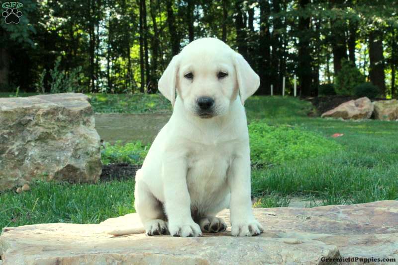 Cooper (Labrador, Male) in Paradise, PA