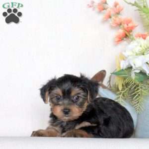 Cooper, Yorkie Puppy