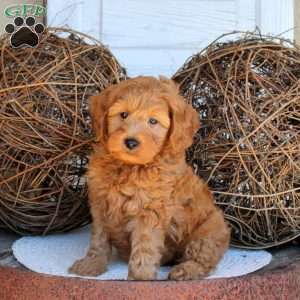 Cooper, Mini Goldendoodle Puppy