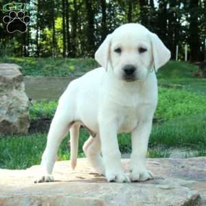 Cooper, Yellow Labrador Retriever Puppy