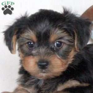 Cooper, Yorkie Puppy