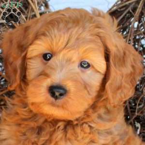 Cooper, Mini Goldendoodle Puppy