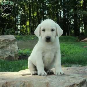 Cooper, Yellow Labrador Retriever Puppy