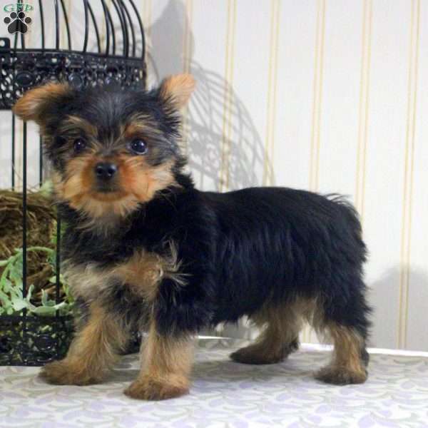 Copper-Teacup, Yorkie Puppy