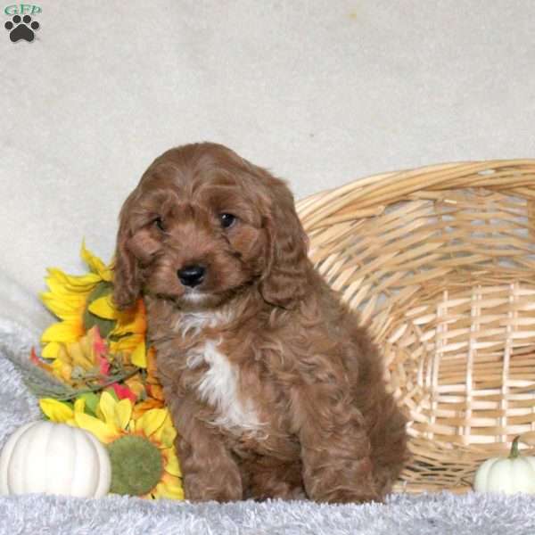 Copper, Cavapoo Puppy